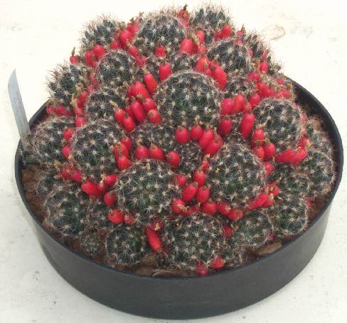 mammillaria_prolifera